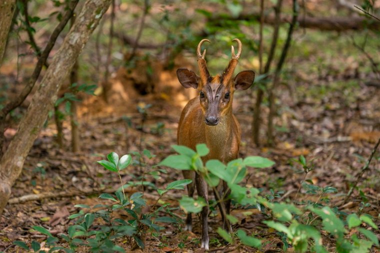 017 Wilpattu NP, indische muntjak.jpg